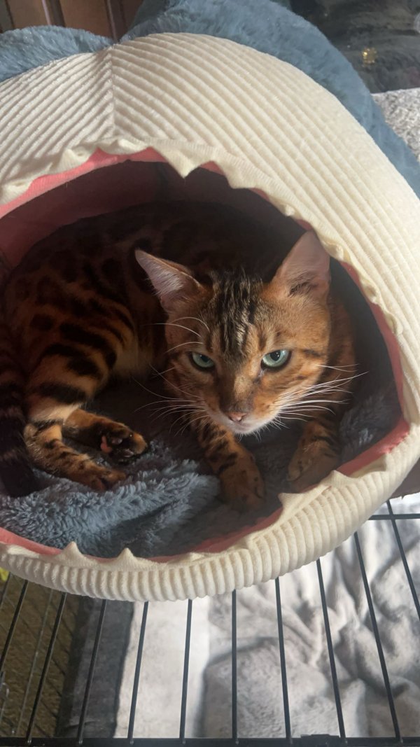 Lost Bengal cat in Lynnwood, Washington