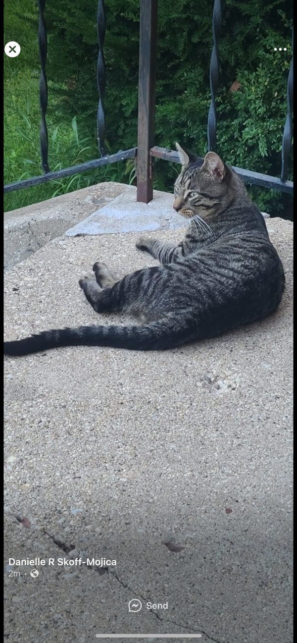 Lost Cat in Chicago, IL