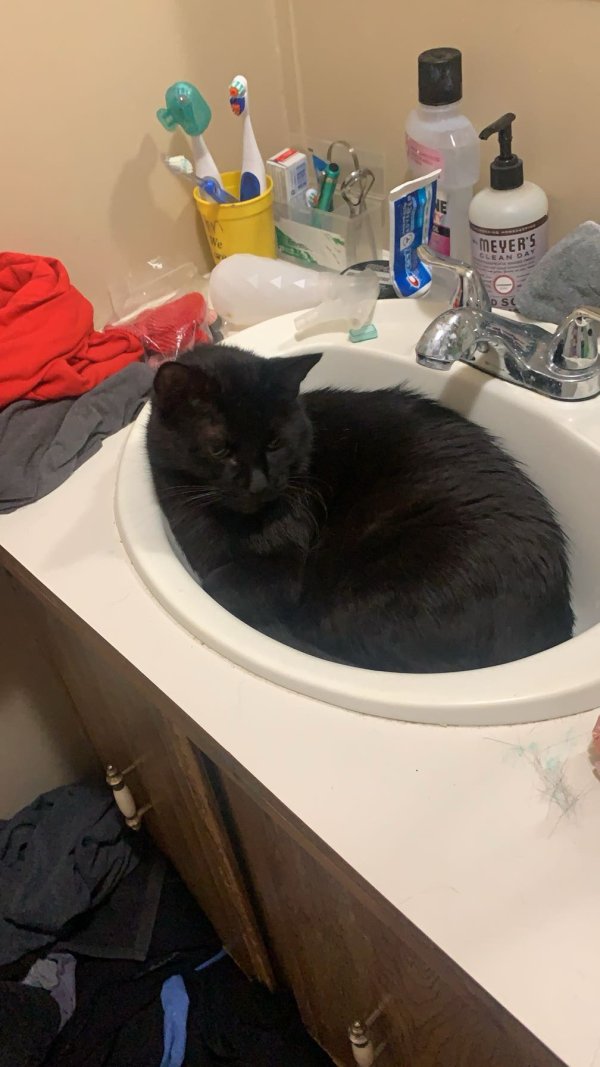 Lost Cat in Andover, KS