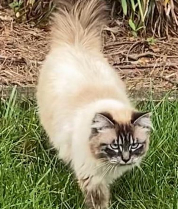 Lost Domestic Long Hair in Woodstock, GA