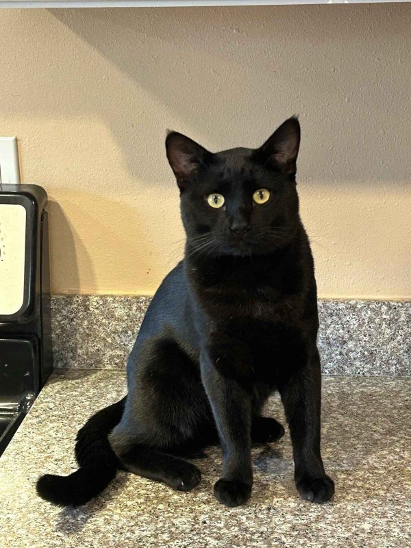 Lost Domestic Short Hair in Beaverton, OR