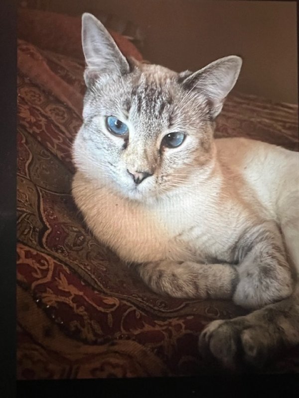 Lost Siamese in Aubrey, TX