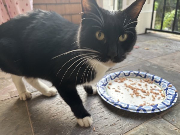 Found Cat in Lafayette, CA