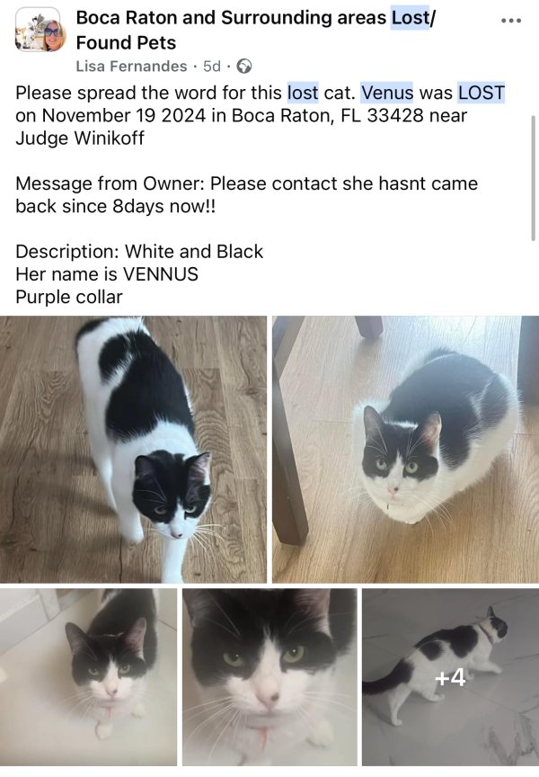 Lost Cat in Boca Raton, FL