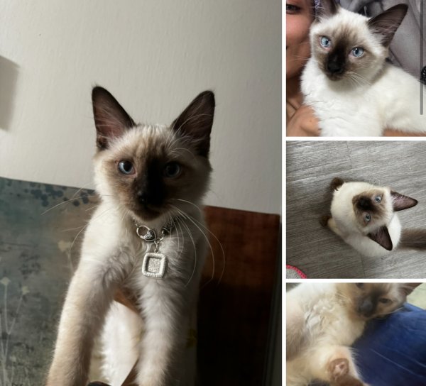 Lost Siamese in Seattle, WA