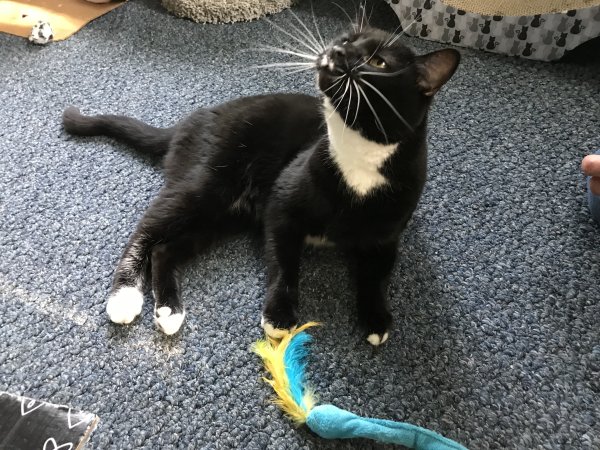 Safe Cat in Cleveland, OH
