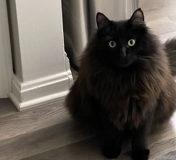 Lost Domestic Long Hair in Cleveland, OH