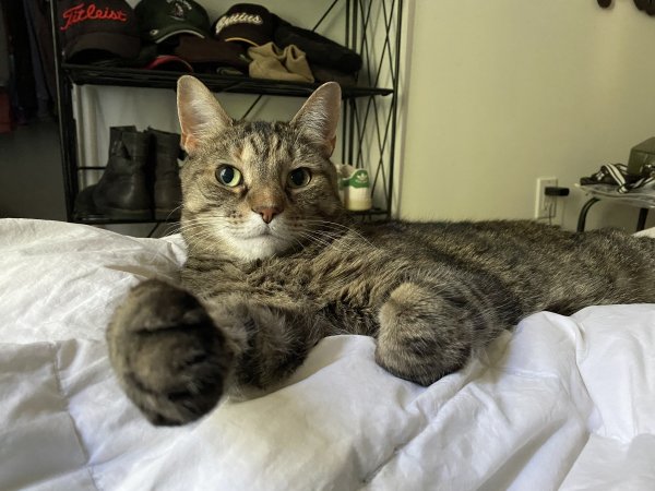 Lost Domestic Short Hair in North Andover, MA