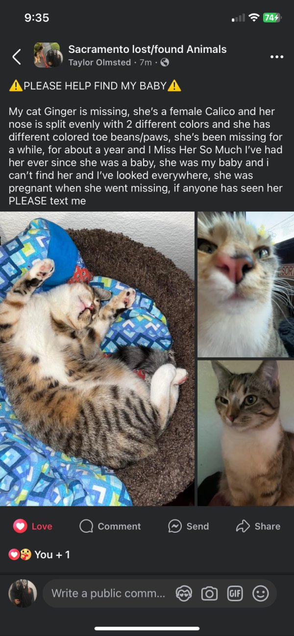 Lost Cat in Rio Linda, CA