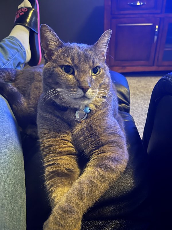 Lost Domestic Short Hair in Little Elm, TX