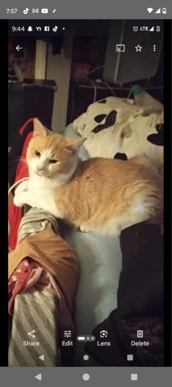 Lost American Shorthair in Lawrence, MA