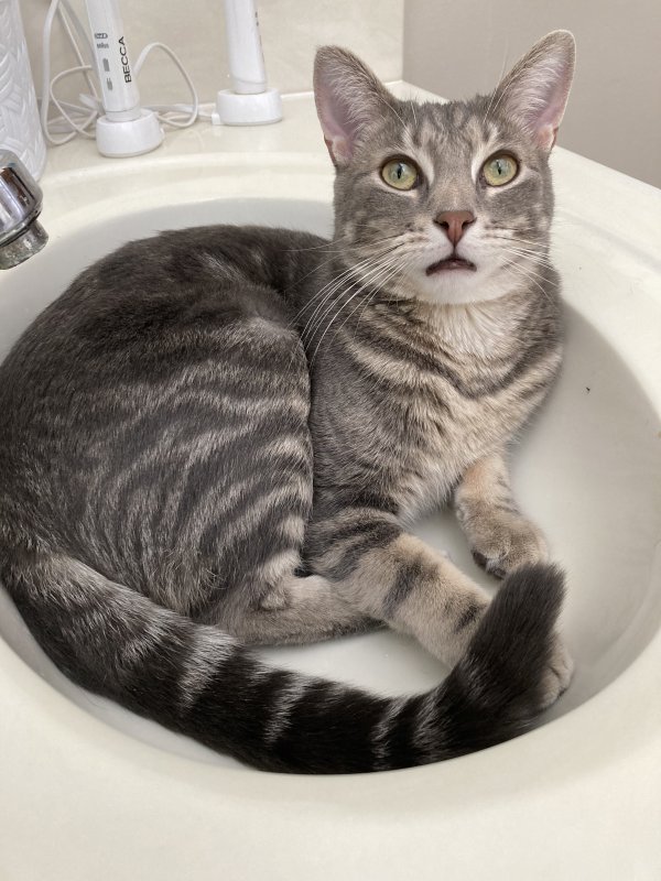 Lost American Shorthair in Ohio