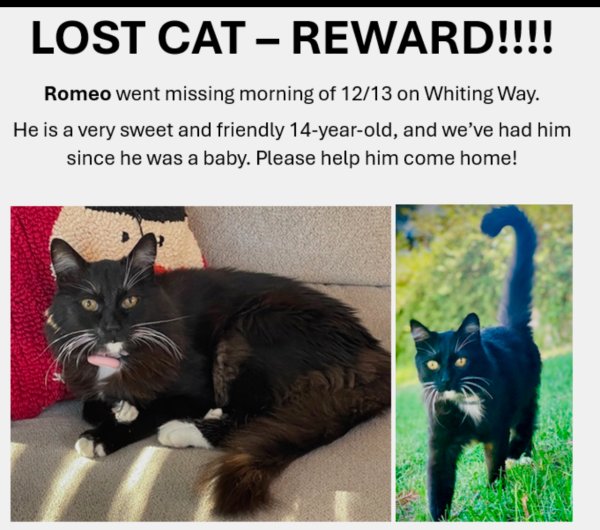 Lost Cat in Folsom, CA