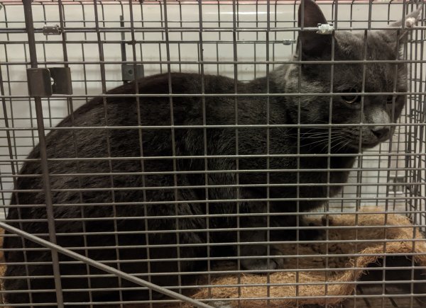 Found American Shorthair in Lowell, MA