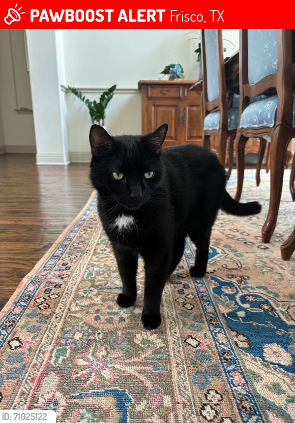 Lost Domestic Short Hair in Frisco, TX