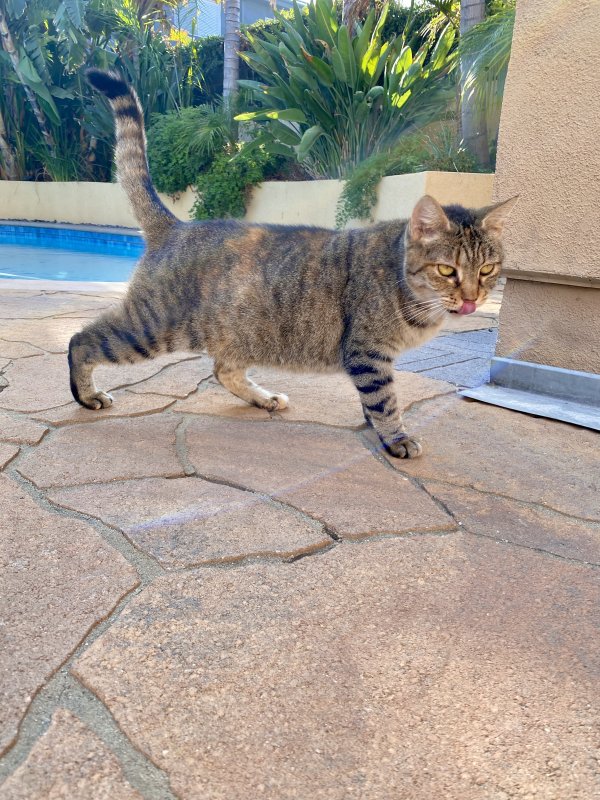 Found Domestic Short Hair in Van Nuys, CA