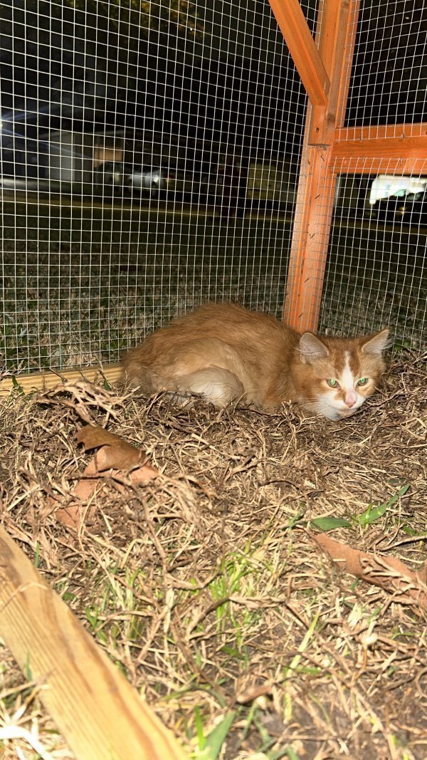 Found Cat in Pasadena, TX