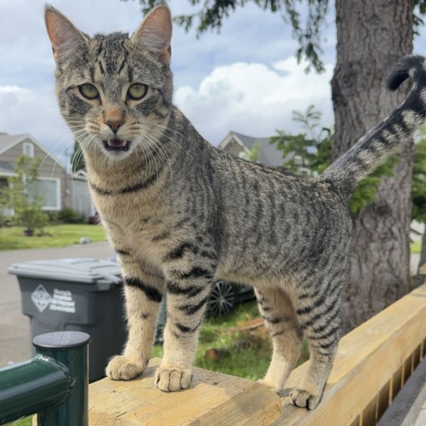 Lost American Shorthair in Washington