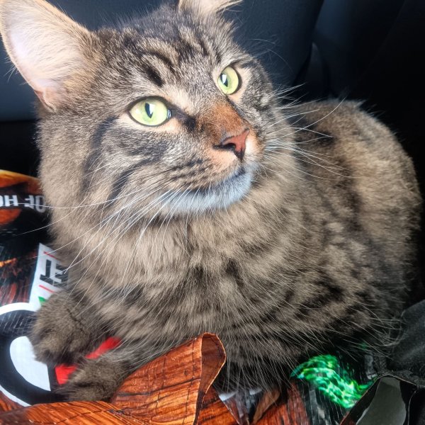 Lost Maine Coon in Bridgeport, CT