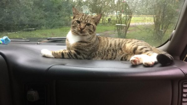 Lost Cat in Cottageville, SC