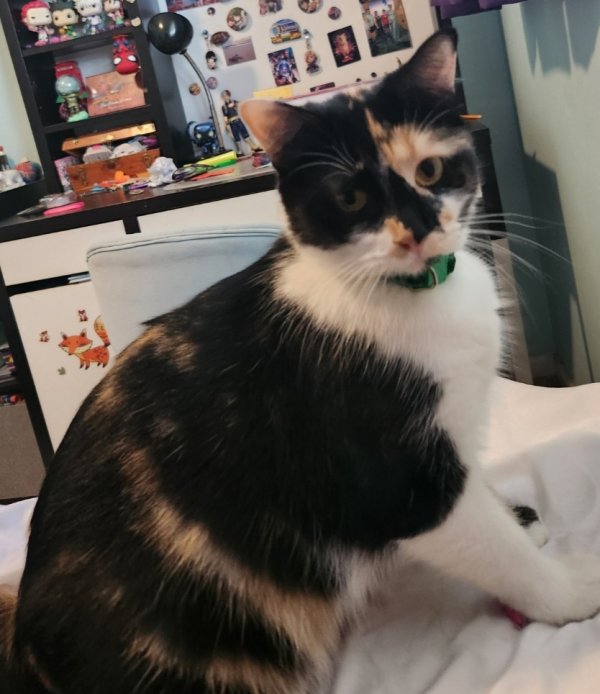 Lost American Shorthair in Wichita, KS