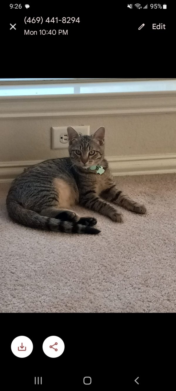 Lost American Shorthair in Plano, TX