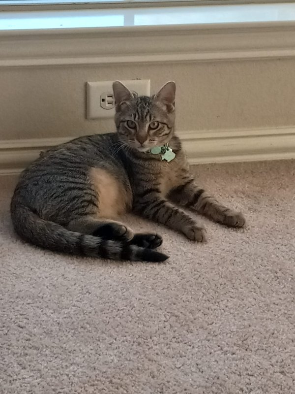 Found American Shorthair in Plano, TX