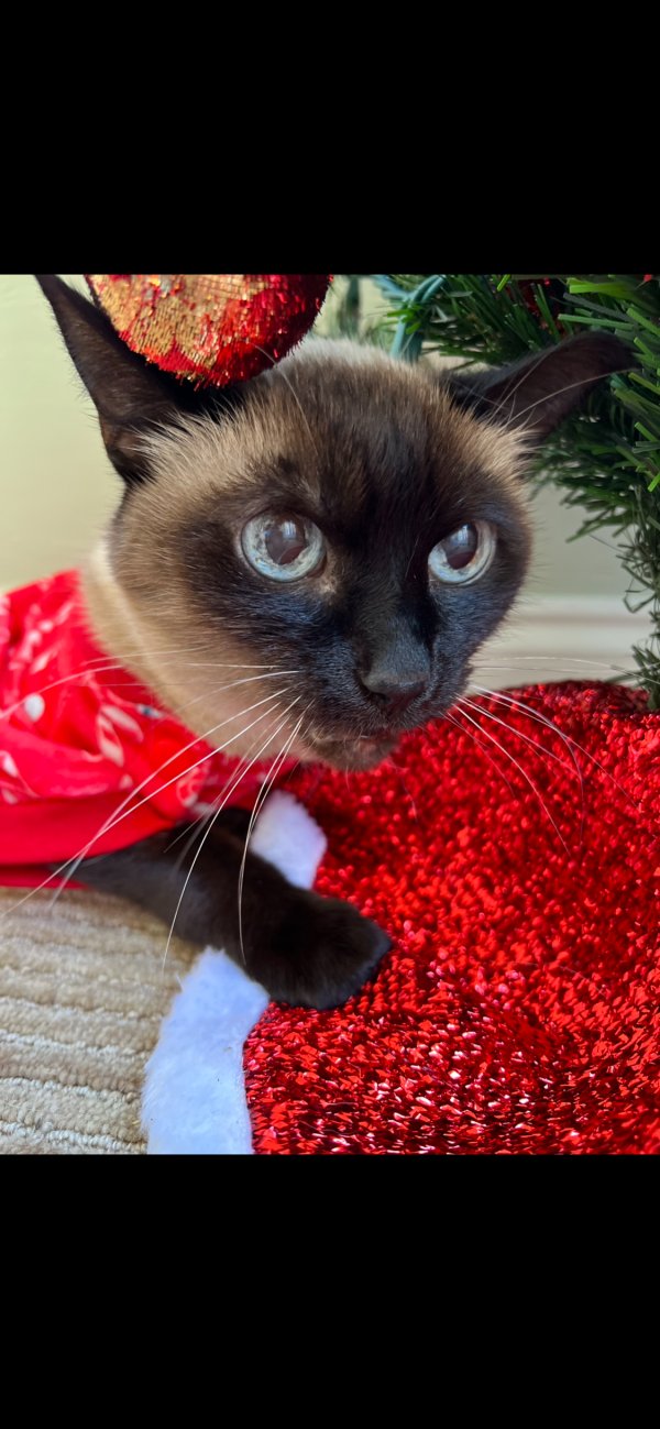 Lost Siamese in Saint Augustine, FL