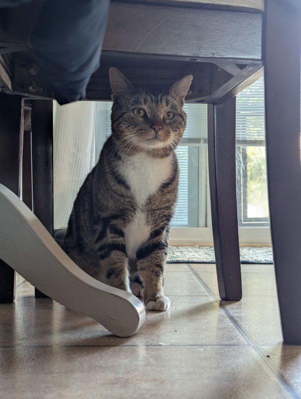 Found American Shorthair in Methuen, MA