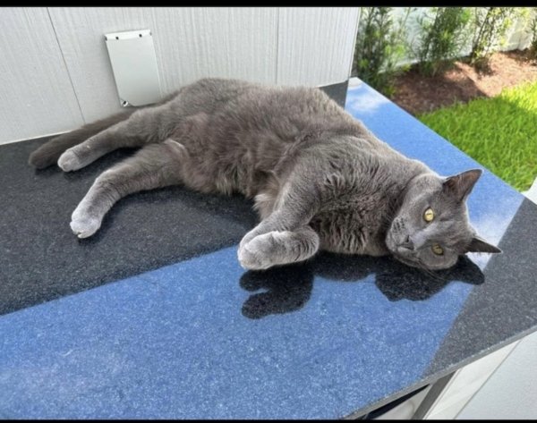 Lost American Shorthair in Delray Beach, FL