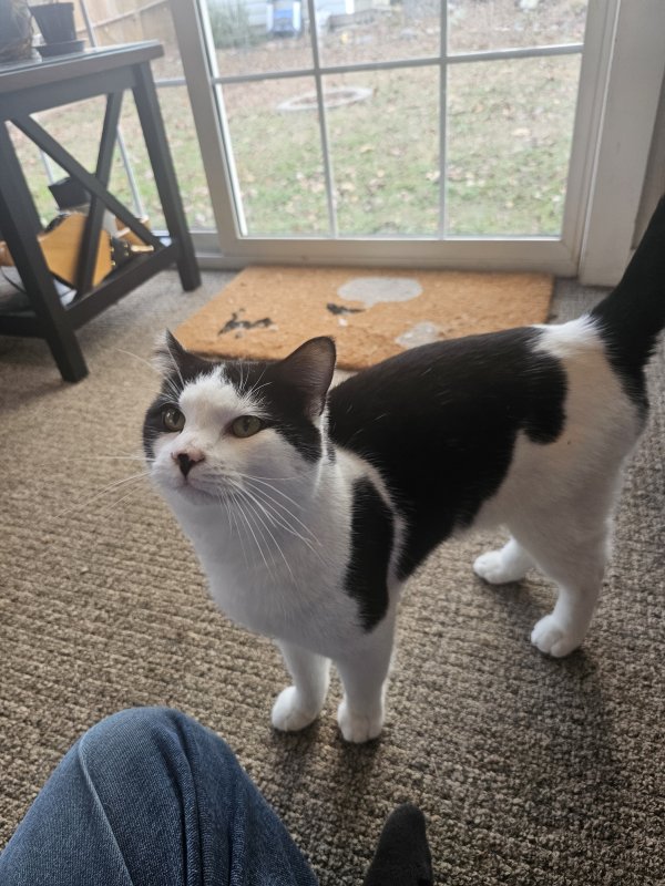 Found Cat in Raleigh, NC