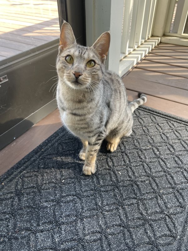 Found Egyptian Mau in Wake Forest, NC