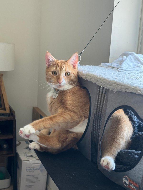 Lost American Shorthair in Charlotte, NC