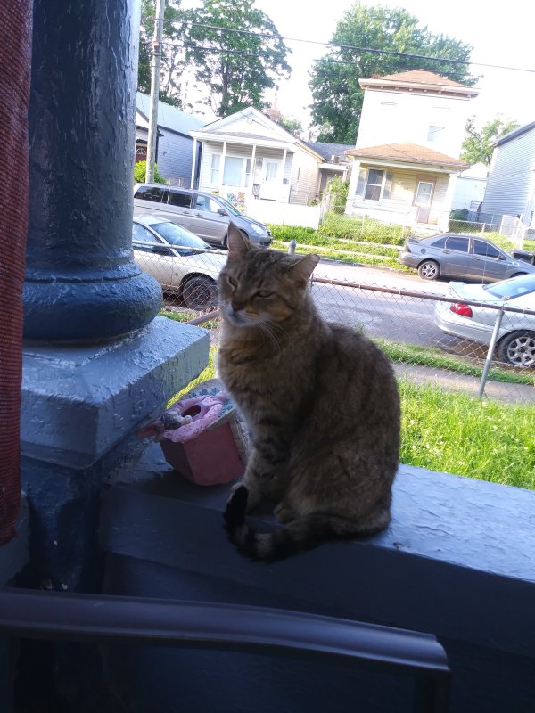 Lost Cat in Borden, IN