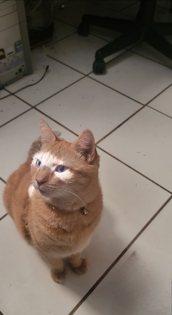 Lost Cat in Saint Petersburg, FL