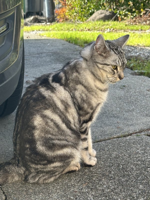 Found American Shorthair 