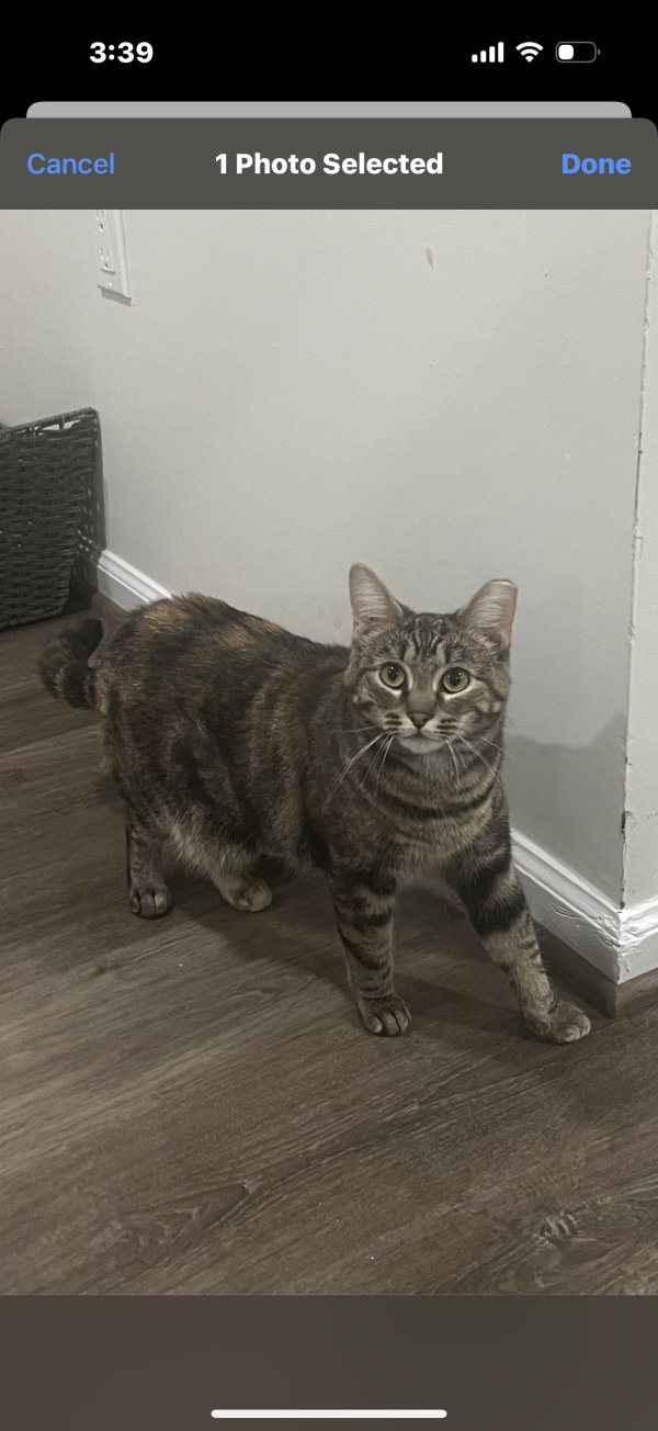 Safe American Shorthair in Woodbridge, VA