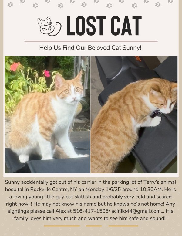 Lost cat in Rockville Centre, NY