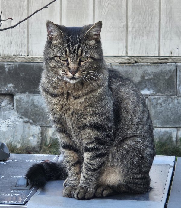 Lost Domestic Short Hair in Lewiston, ID