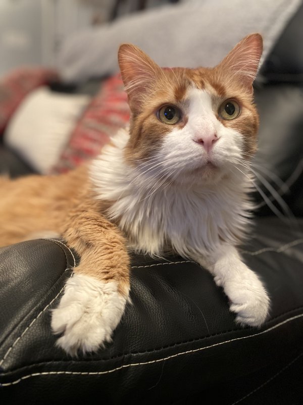 Lost Maine Coon in Nevada