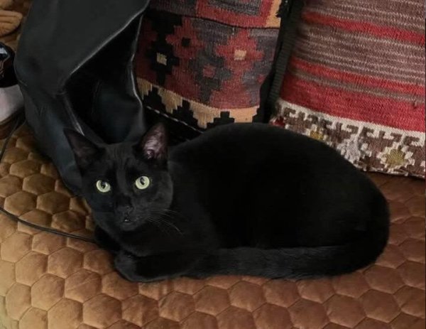 Lost Cat in Garland, TX