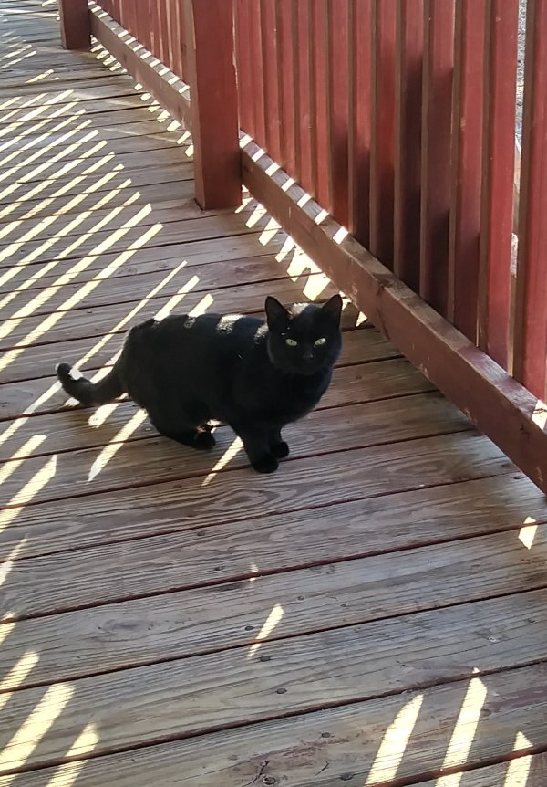 Found Cat in Wallingford, CT