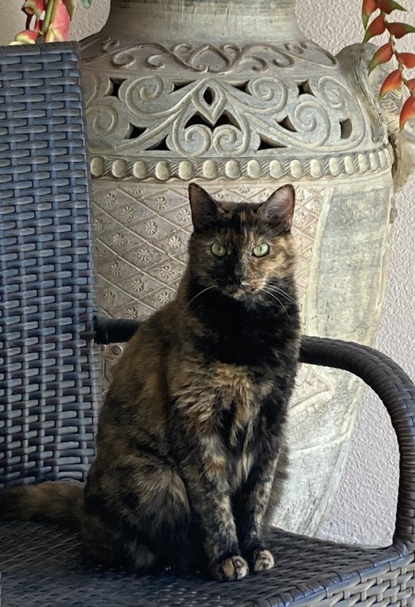 Lost Domestic Short Hair in Sarasota, FL