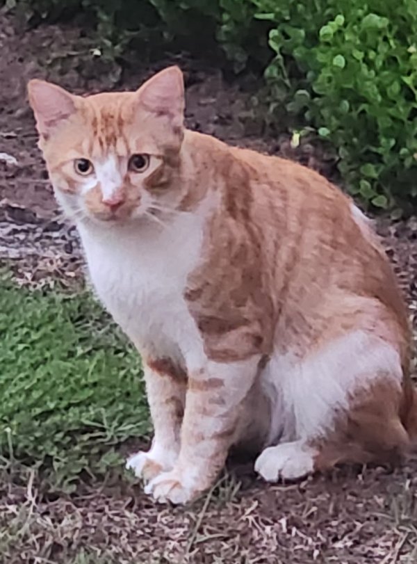 Lost Cat in Nokomis, FL