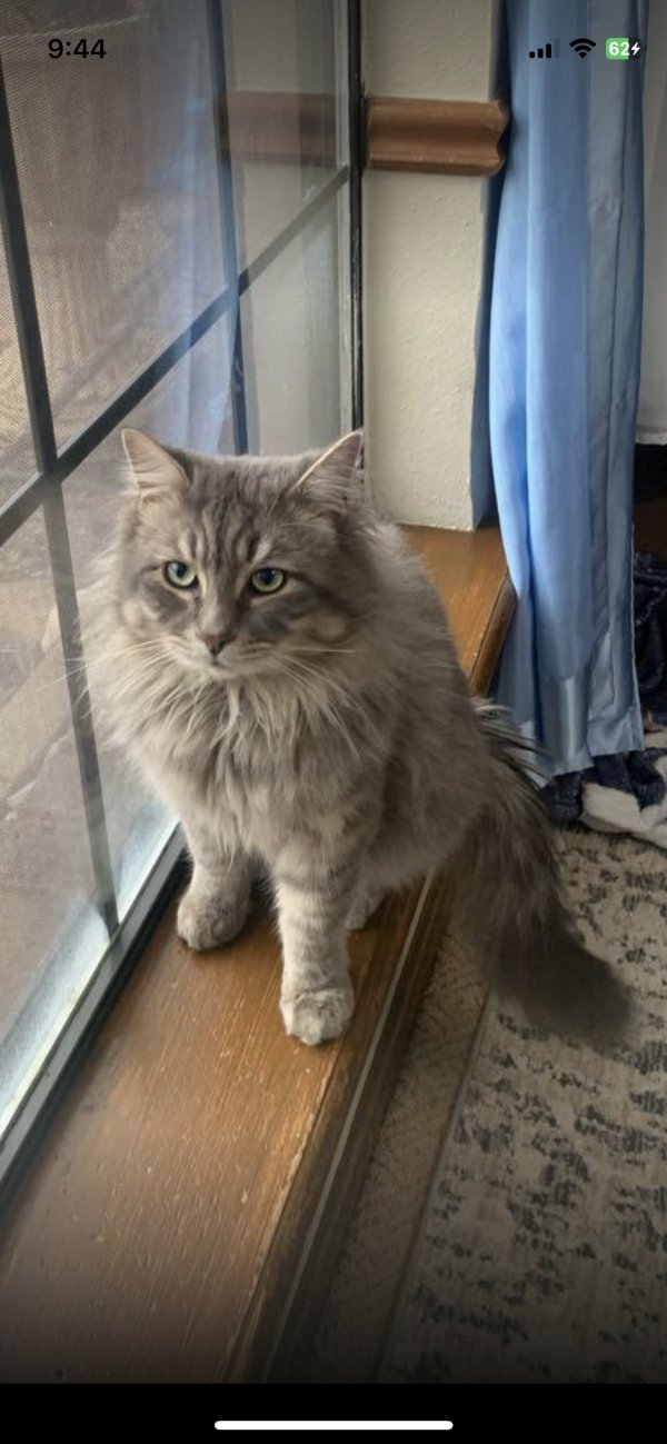 Found Domestic Long Hair 