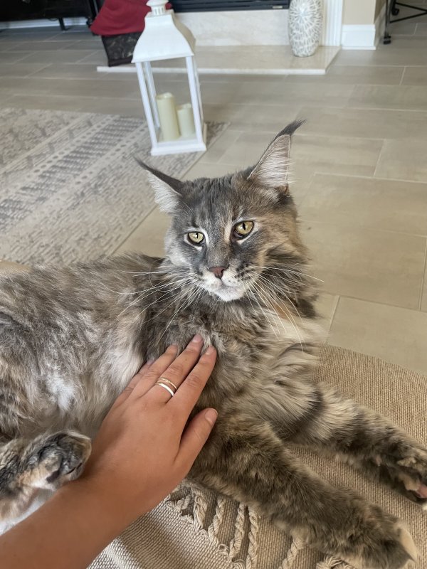 Lost Maine Coon in Charlotte, NC