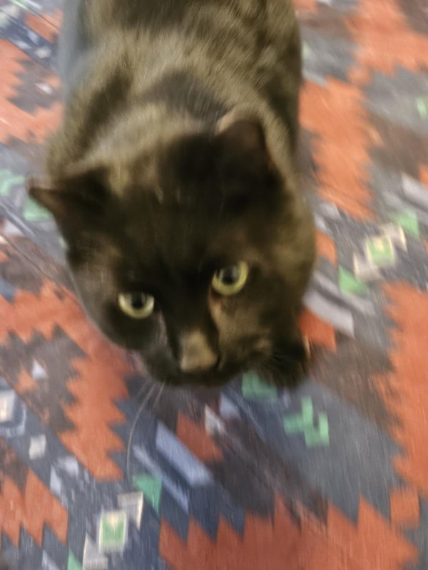 Found Domestic Short Hair in Michigan