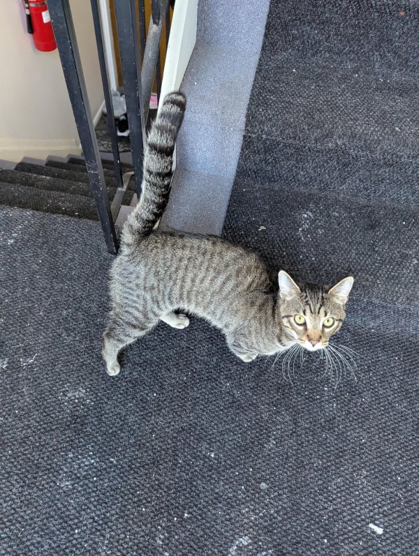 Found Domestic Short Hair 
