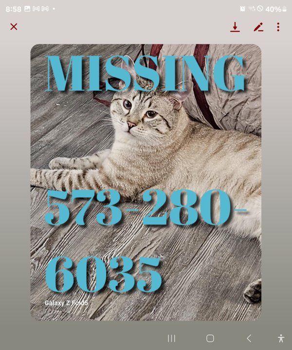 Lost Burmese in Lake Ozark, MO