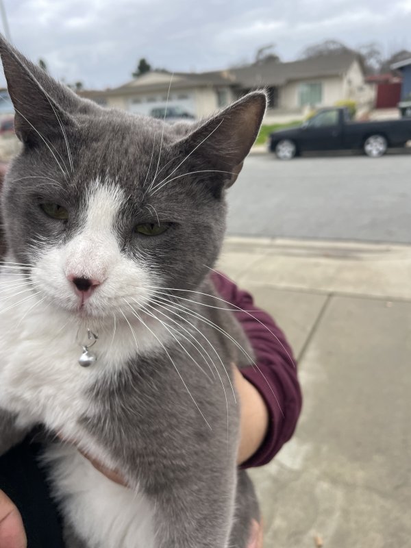 Found Cat in Salinas, CA